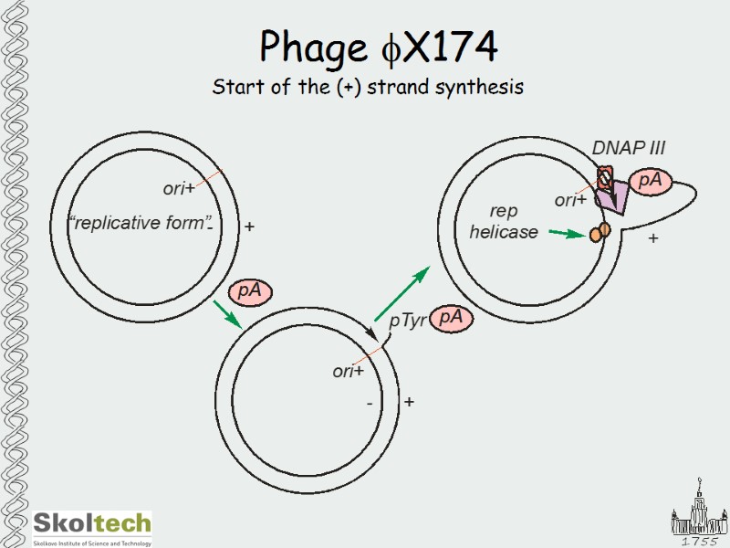 Phage fX174 Start of the (+) strand synthesis